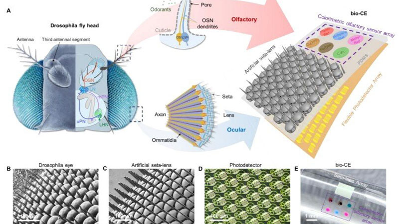 Čína vyvinula „oči‑mouchu“ pro bezpilotní letouny, které zajišťují panoramatické vidění a senzor pachů.