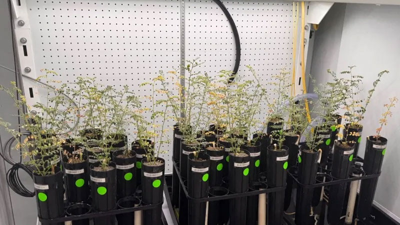 Vědci pěstují hrách na umělém měsíčním půdě, ale neodvážili se ho vyzkoušet ve formě polévky